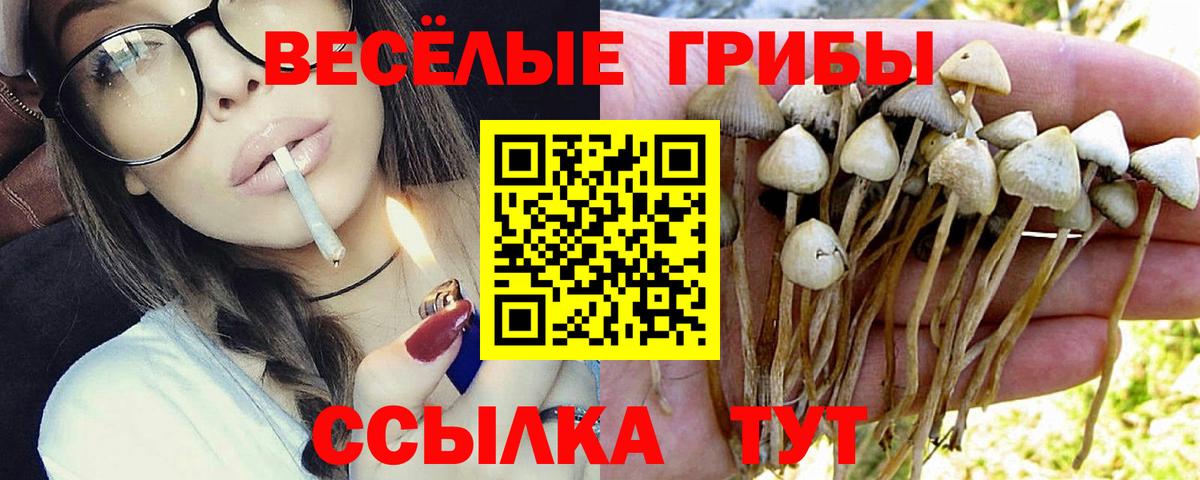 Псилоцибиновые грибы Cubensis Свободный